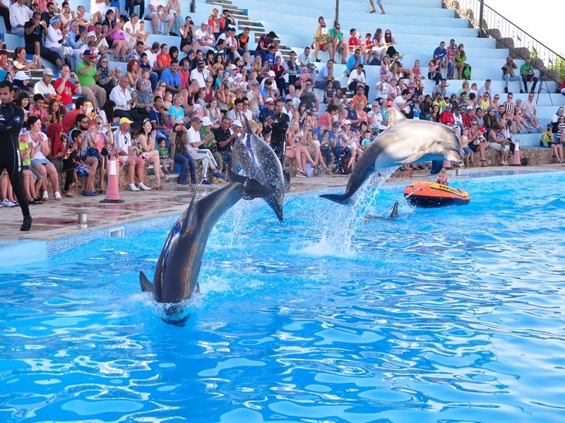 Dolphin-show-in-Hurghada-1